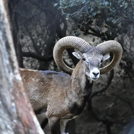 The Mountain House - Escape Life Paphos