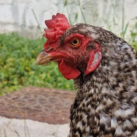 The Mountain House - Escape Life Appartement Paphos