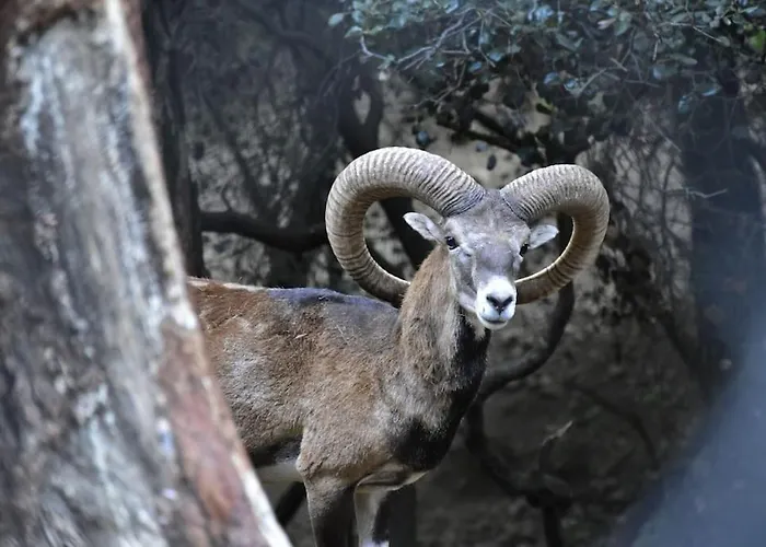 The Mountain House - Escape Life Paphos